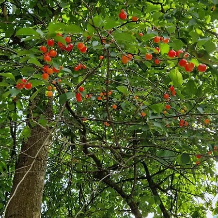 Il Portico * Valdieri